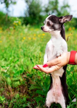 Küçük bir chihuahua köpeği yeşil çimlerin üzerinde arka ayakları üzerinde duruyor. Hostes elleri pençelerini tutuyor. Köpek başka tarafa bakıyor. Fotoğraf dikey ve bulanık. Yüksek kalite fotoğraf