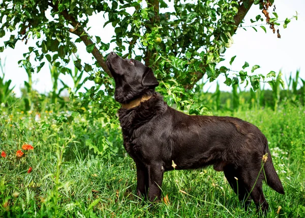 A black labrador stands in the grass against a green tree background. He lifted his head up. The dog is homeless, lost and neglected. The photo is blurred. High quality photo