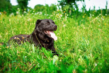 Siyah bir labrador yeşil çimlerin üzerinde yan yatar. Köpek kaybolmuş, dağınık, tüylü ve aç. O, ağzını açtı ve dilini gösterdi. Fotoğraf bulanıklaştı. Yüksek kalite fotoğraf