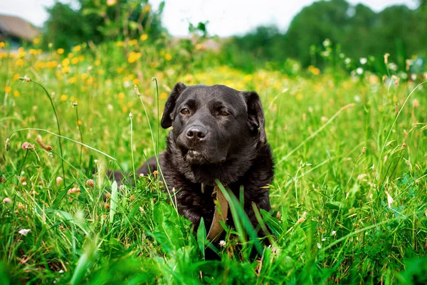 Czarny Pies Labrador Leży Zielonej Trawie Jest Smutny Bezdomny Niespokojny — Zdjęcie stockowe