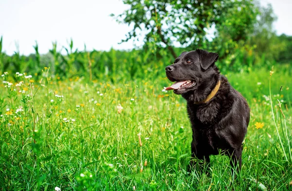 Yeşil çimlerin üzerinde siyah bir labrador köpeği duruyor. Kayboldu ve ihmal edildi. Köpek başını yana doğru çevirdi ve dilini gösterdi. Fotoğraf bulanıklaştı. Yüksek kalite fotoğraf