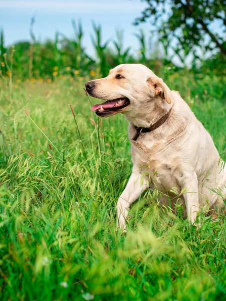 Beyaz bir labrador köpeği yeşil çimlerin üzerinde oturur. Ağzı ve dili açık bir köpek. O yana döndü ve patisini kaldırdı. Fotoğraf bulanık görünüyor. Yüksek kalite fotoğraf