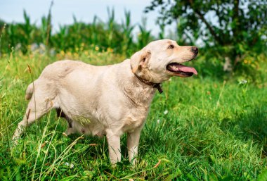 Yeşil çimlerin üzerinde duran beyaz labrador köpeği. Ağzı ve dili açık bir köpek. O, kulaklarını kafasına dayadı ve yukarı baktı. Köpek hamileymiş. Fotoğraf bulanık görünüyor. Yüksek kalite fotoğraf