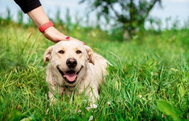 Beyaz labrador köpeği yeşil çimlerin üzerinde yatıyor. Köpek ağzı ve dili açık olduğu için mutlu. Sahibi köpeğin kürkünü okşuyor. Köpek hamileymiş. Fotoğraf bulanık görünüyor. Yüksek kalite fotoğraf