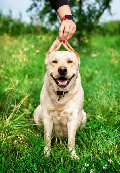 A white labrador dog sits in the green grass. Dog with open mouth and tongue. The owners hand holds the dogs ears up. The dog is pregnant. The photo is blurry. High quality photo