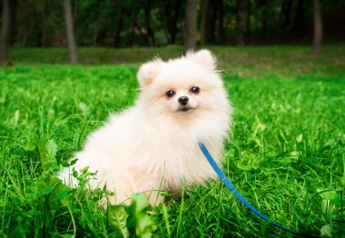  Beyaz Spitz, yeşil çimlerin üzerinde, parkın arka planında oturuyor. Ona tasma takılıyor. Köpek dümdüz ileriye bakıyor. Fotoğraf bulanık ve yatay durumda. Yüksek kalite fotoğraf