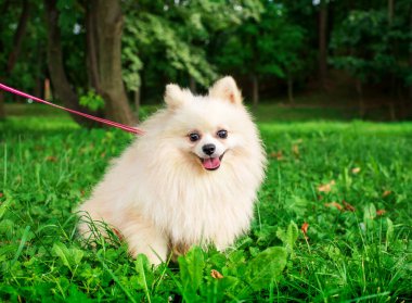 Parkın arka planındaki yeşil çimlerin üzerinde beyaz bir Spitz oturuyor. Köpek tüylü. O, ağzını açtı ve dilini gösterdi. Fotoğraf bulanıklaştı. Yüksek kalite fotoğraf