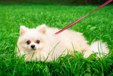 Parkın arka planındaki yeşil çimlerde beyaz bir tükürük yatar. Korkmuş köpek çimenlere tutundu. O, gözleriyle çimlerin dışına bakar. Köpek tüylü. Fotoğraf bulanık..