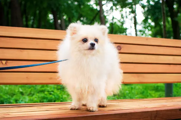 A white spitz dog is standing on a bench. He is small and scared. The dog looks away. The photo is blurred. High quality photo