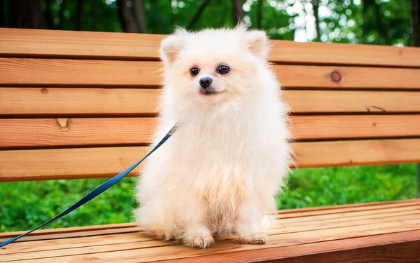 A white spitz dog is sitting on a park bench. He is small and sad. The dog is on a leash and looks away. The photo is blurred. High quality photo