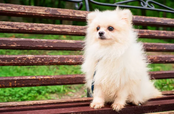 A white spitz dog is sitting on a park bench. He is small and sad. The dog sits sideways and looks away. The photo is blurred. High quality photo