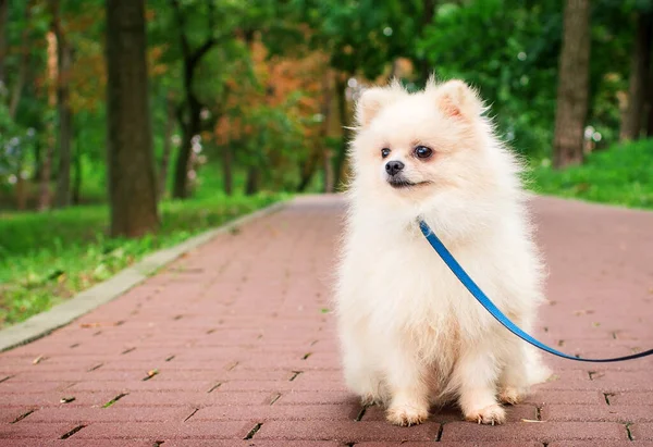 A white spitz sits sideways on an alley in a park. He is small and fluffy. The dog turned its head to the side. Spitz has spots under the eyes. The photo is blurred. High quality photo