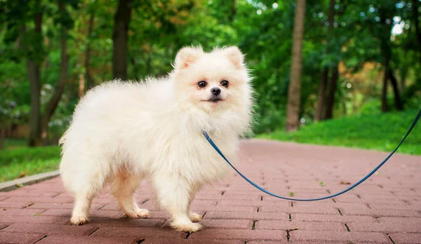 A white spitz stands on the alley in the park. He is small and fluffy. The dog is kept on a leash. The dog looks ahead. The photo is blurred. High quality photo