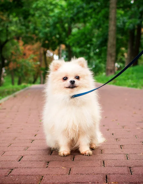 A white spitz dog is sitting on the alley in the park. He is small and fluffy. The dog looks straight ahead. He is on a leash. The photo is blurred. High quality photo