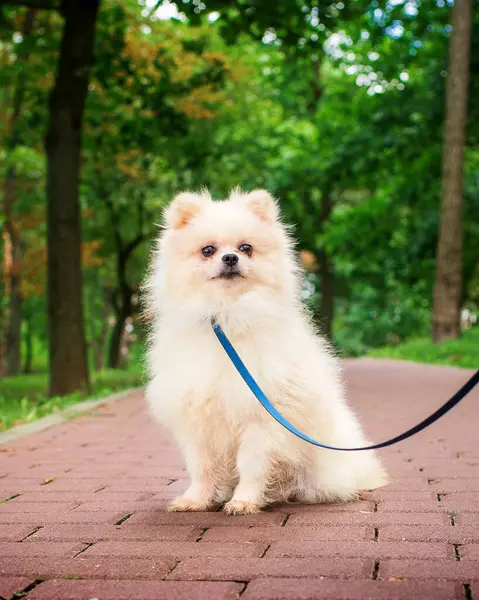 A white spitz dog is sitting sideways in the alley in the park. He is small and fluffy. The dog looks straight ahead. Portrait. The photo is blurred. High quality photo