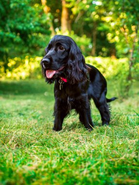 Bir cocker spaniel köpek yavrusu parkın arka planındaki yeşil çimlerin üzerinde duruyor. Bir kara köpek ağzını açtı ve dilini gösterdi. Yavru köpek dokuz aylık. Fotoğraf bulanık..