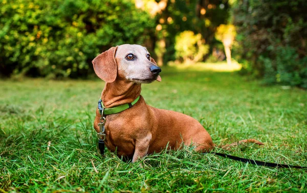 A dachshund dog is sitting in the green grass on the background of the park. The dog is very old. The dog turned its head to the side. Walk. The photo is blurred. High quality photo