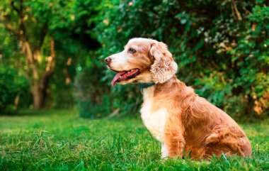 İngiliz cocker spaniel dog parkta yeşil çimlerin üzerinde yan oturuyor. Köpek ağzından nefes alır ve dilini gösterir. Yaşlı köpeğin bir tasması var. Fotoğraf bulanıklaştı. Yüksek kalite fotoğraf