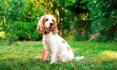 Parkta yeşil çimlerin üzerinde oturan İngiliz cocker spaniel puppy. Köpek çok güzel. Tasması var. Ona tasma takılıyor. Yürüyüş ve antrenman. Fotoğraf bulanıklaştı. Yüksek kalite fotoğraf