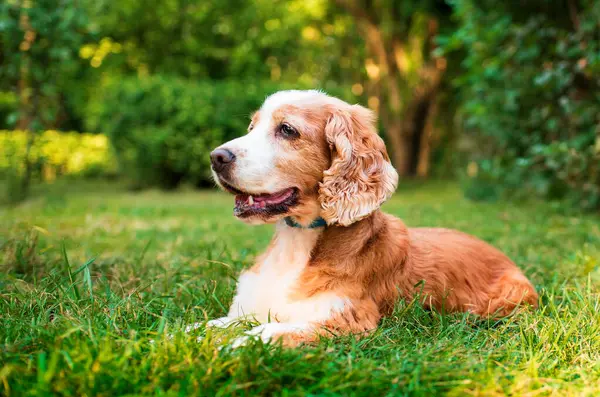 İngiliz cocker spaniel dog parkta yeşil çimlerin üzerinde yatıyor. Köpeğin bir tasması var. Ağzı açık köpek başka tarafa bakıyor, dinleniyor. Portre. Fotoğraf bulanıklaştı. Yüksek kalite fotoğraf