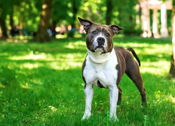American Staffordshire Terrier Dresse Sur Fond Parc Flou Chien Regarde Images De Stock Libres De Droits