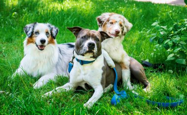 American Staffordshire Teriyeri ve iki Avustralya çoban köpeği park arka planında çimlerin üzerinde yatıyorlar. Köpek gezdirme ve eğitim. Yorgunlar ve dinleniyorlar. Fotoğraf bulanık..