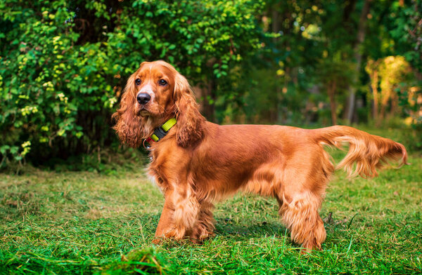 English cocker spaniel dogs walking in the park. The dog stands sideways on the green grass and looks straight ahead. The ginger puppy is 10 month old. The photo is blurred. High quality photo