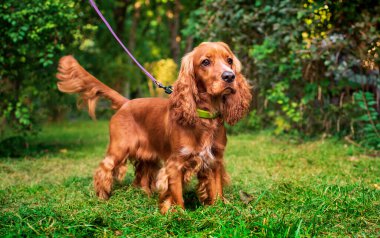 İngiliz cocker spaniel puppy parkta duruyor. Kızıl saçlı köpek dikkatle başka tarafa bakıyor. Köpeğin tasması ve tasması var. Köpek gezdirme ve eğitim. Avcı. Fotoğraf bulanıklaştı. Yüksek kalite fotoğraf