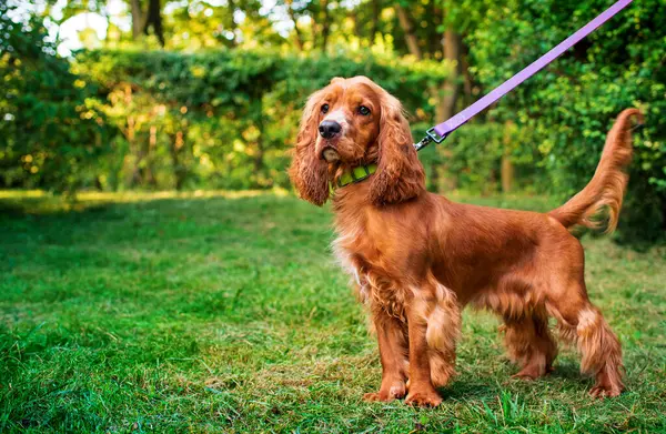 İngiliz cocker spaniel cinsinden bir köpek yeşil bir parkın arka planında duruyor. Köpeğin tasması var. Köpek dikkatlice yan tarafa bakıyor. Avcı. Köpeğin 10 ayı var. Fotoğraf bulanık.