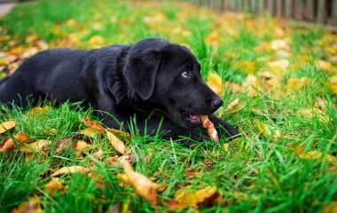 Siyah labrador yavrusu yeşil çimlerin üzerinde yan yatar. Köpek bir kemik kemirir ve yukarı bakar. Karnı aç. Yürüyüş ve antrenman. Fotoğraf bulanıklaştı. Yüksek kalite fotoğraf
