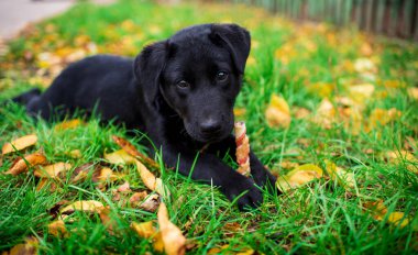 Yeşil çimlerin üzerinde siyah bir labrador yavrusu yatıyor. Köpek pençeleriyle kemiği tutuyordu. Aç bir köpek kameraya bakar. Yürüyüş ve antrenman. Biraz ara ver. Fotoğraf bulanıklaştı. Yüksek kalite fotoğraf