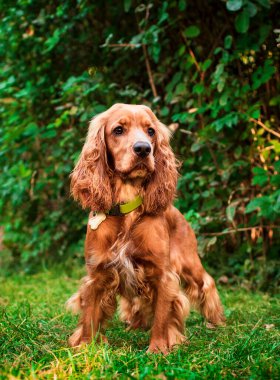 İngiliz cocker spaniel köpeği parkın arka planında duruyor. Köpeğin uzun ve tüylü bir kürkü var. Portre. Yürüyüş ve dikkat eğitimi. Avcı. Fotoğraf bulanıklaştı. Yüksek kalite fotoğraf