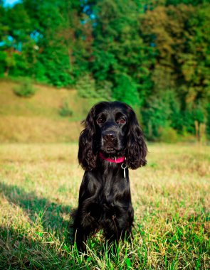 Siyah bir cocker spaniel köpek çimlerin üzerinde oturuyor. Köpek avlanıyor. On aylık bir köpek yavrusu ileriye bakar. Fotoğraf bulanıklaştı. Yüksek kalite fotoğraf