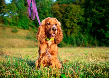 Kırmızı bir cocker spaniel köpek çimlerin üzerinde oturur. Köpek gün batımını dikkatle izliyor. Köpeğin tasması var. Avcı. Fotoğraf bulanıklaştı. Yüksek kalite fotoğraf