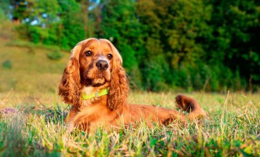 İngiliz cocker spaniel cinsinden kızıl bir köpek çimlerin üzerinde yatıyor. Köpek on aylık ve tüylü bir kürkü var. Yorgun. Avcı. Fotoğraf yatay ve bulanık görünüyor. Yüksek kalite fotoğraf