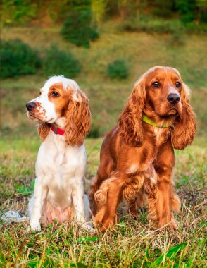 İki İngiliz cocker spaniel köpeği çimlerin üzerinde oturuyor. Köpekler 10 aylık. Onlar bir av cins. Fotoğraf dikey ve bulanık. Yüksek kalite fotoğraf