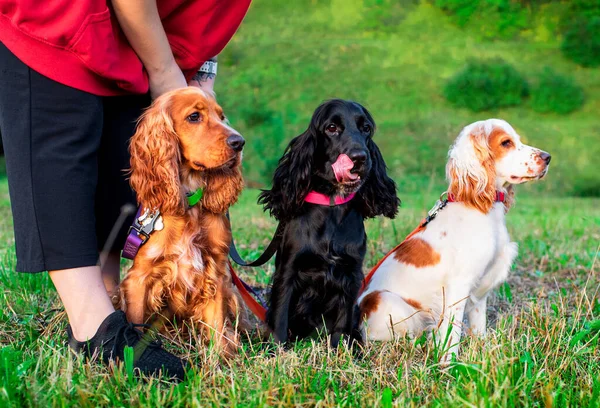 Three dogs of the English cocker spaniel breed are sitting on a background of green grass. The dog is kept by the owner on a leash. Puppies have black, white and red fur. The photo is blurry.