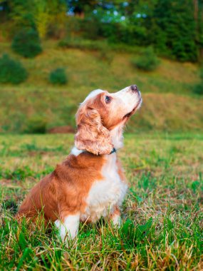 İngiliz cocker spaniel cinsinden bir köpek çimlerin üzerinde yan yana oturuyor. Av köpeği dokuz yaşında. Başını kaldırdı. Antrenman. Fotoğraf dikey ve bulanık. Yüksek kalite fotoğraf