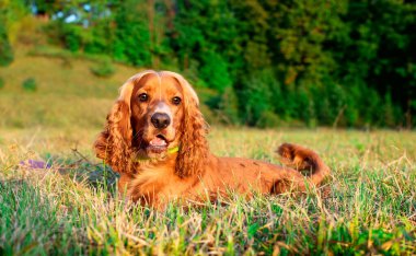 Kırmızı cocker spaniel köpek çimlerin üzerinde yatıyor. Köpek yorgun ve dinleniyor. Avcı. Köpek on aylıktır. Fotoğraf bulanıklaştı. Yüksek kalite fotoğraf