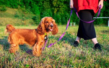 İngiliz cocker spaniel cinsinin bir köpeği sahiplerinin ayaklarının dibinde duruyor. Köpek gezdirilir ve eğitilir. Köpeğin kırmızı tüylü bir kürkü ve tasmalı bir tasması var. Fotoğraf bulanıklaştı. Yüksek kalite fotoğraf