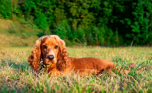 Red cocker spaniel dog on the lawn. The dog is focused on something. The dog is ten months old. The puppy looks out of the grass. Hunter. The photo is blurred. High quality photo