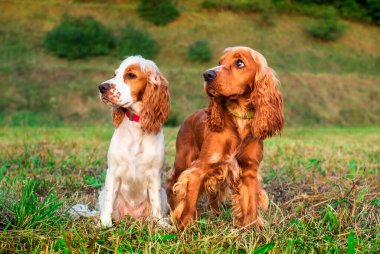 İki İngiliz cocker spaniel köpeği çimlerin üzerinde duruyor. Köpekler 10 aylık ve güzel beyaz, kırmızı bir cekete sahipler. Onlar bir av cins. Fotoğraf dikey ve bulanık. Yüksek kalite fotoğraf