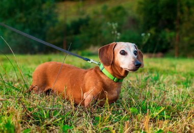 Dachshund av köpeği yeşil çimlerin üzerinde duruyor. Köpek yaşlı ve gri bir ağızlık takıyor. Sahibi ona tasma takıyor. Konsantre ol. Yürü hadi. Fotoğraf yatay ve bulanık görünüyor. Yüksek kalite fotoğraf