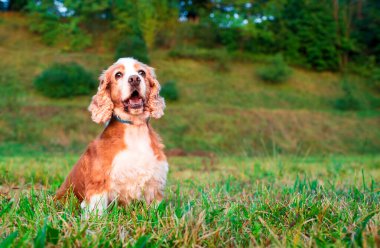 İngiliz cocker spaniel cinsinden bir köpek çimlerin üzerinde oturuyor. Köpeğin tüylü ve güzel bir kürkü var. Ağzı açık bir köpek dosdoğru ileriye bakıyor. Fotoğraf yatay ve bulanık..