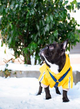 Sarı yağmurluk giymiş bir Fransız bulldog yeşil çalıların arka planına karşı karın üzerinde duruyor. Köpekler için kıyafetler. Köpek yukarı bakıyor. Fotoğraf dikey ve bulanık. Yüksek kalite fotoğraf