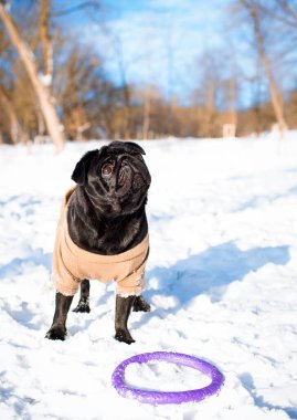 Siyah giyinmiş bir köpek karda duruyor. Köpek yukarı bakıyor. Çekici bir oyuncak köpeğin yanında yatıyor. Antrenman. Fotoğraf bulanık ve dikey. Yüksek kalite fotoğraf