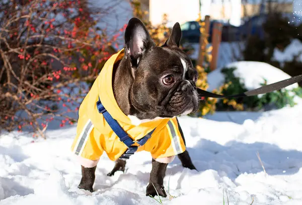 Kıyafet giymiş Fransız bulldog 'u evlerin arka planında karın üzerinde duruyor. Köpek üç yaşında ve üzerinde bir tasma var. Morali bozuldu ve başını yana çevirdi. Fotoğraf bulanık.