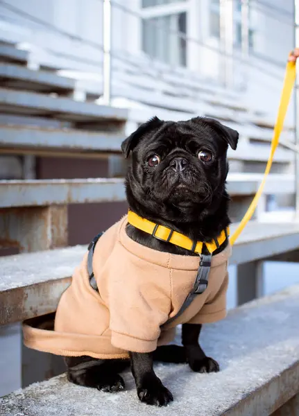 A dressed-up pug sits on the steps near the house. Winter. The dog looks straight ahead. The pug has a leash collar. The photo is blurred. High quality photo