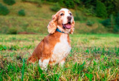 İngiliz cocker spaniel cinsinden bir köpek çimlerin üzerinde oturuyor. Köpek sekiz yaşında, yaşlı. Köpek emre uyar. Antrenman. Avcı. Fotoğraf bulanıklaştı. Yüksek kalite fotoğraf