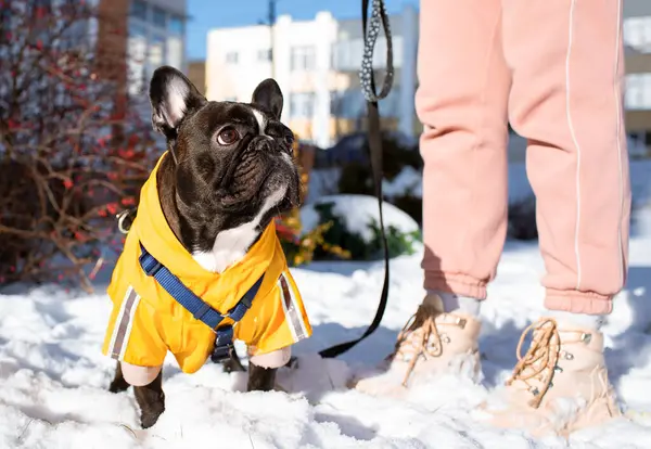 French bulldog in clothes stands in the snow at the feet of the owners trainer. The dog is three years old and has a leash on it. He looks up. The photo is blurred and horizontal. High quality photo